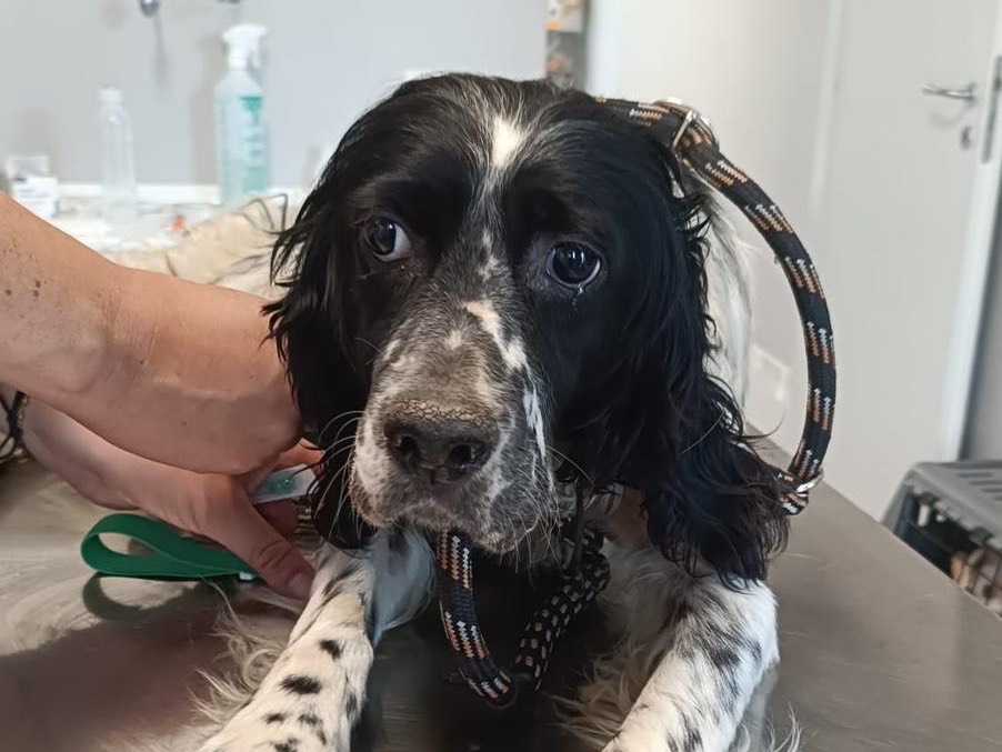 Adotta un cane, taglia media, femmina, Avellino