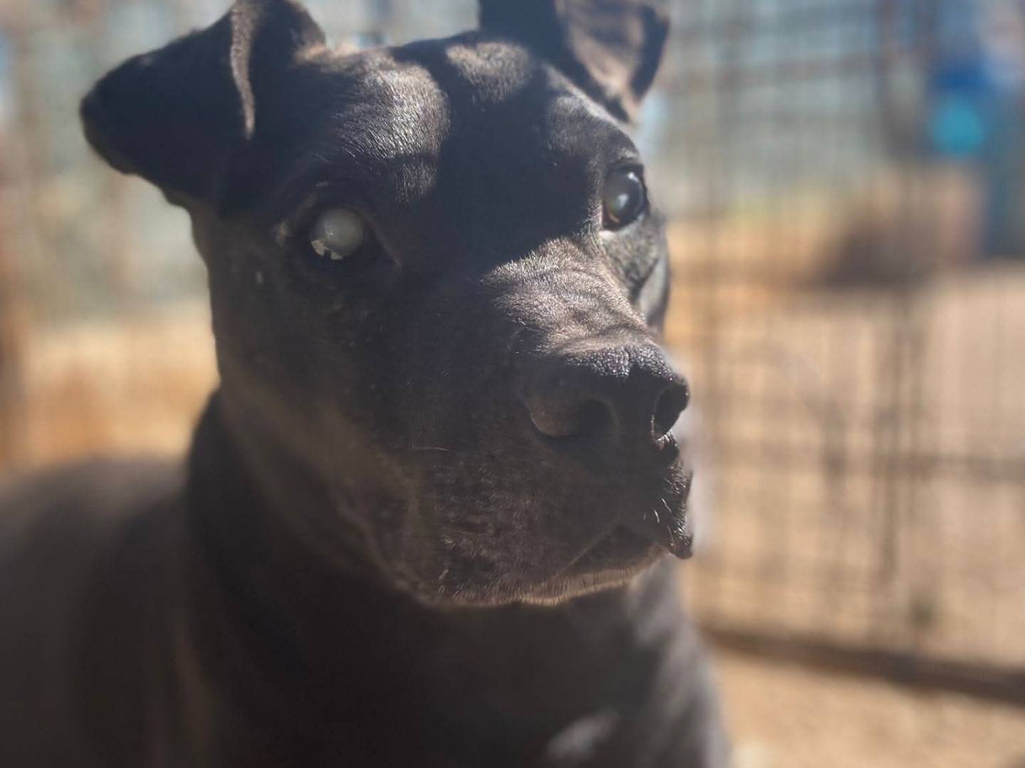 Adozione cane, maschio, Pitbull Razza sconosciuta, 11 anni e 8 mesi, taglia grande, Bari