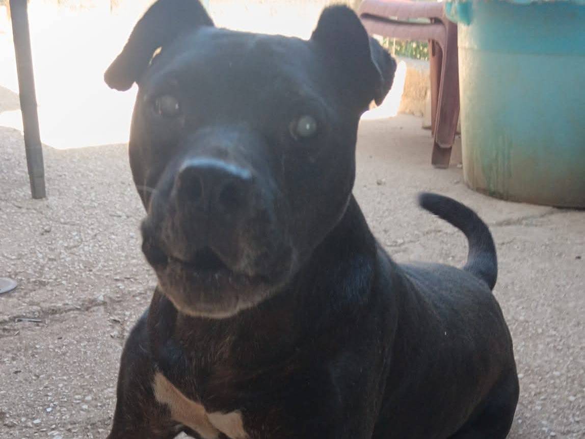 Adotta un cane, maschio, 11 anni e 8 mesi, Bari