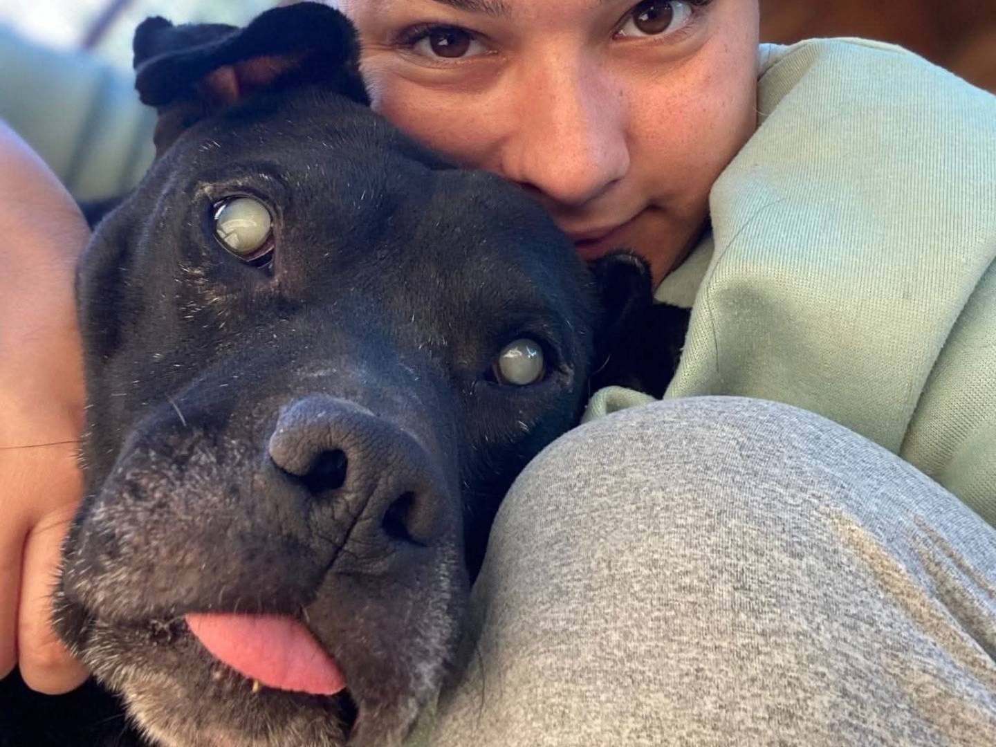 Adotta un cane, taglia grande, maschio, Bari
