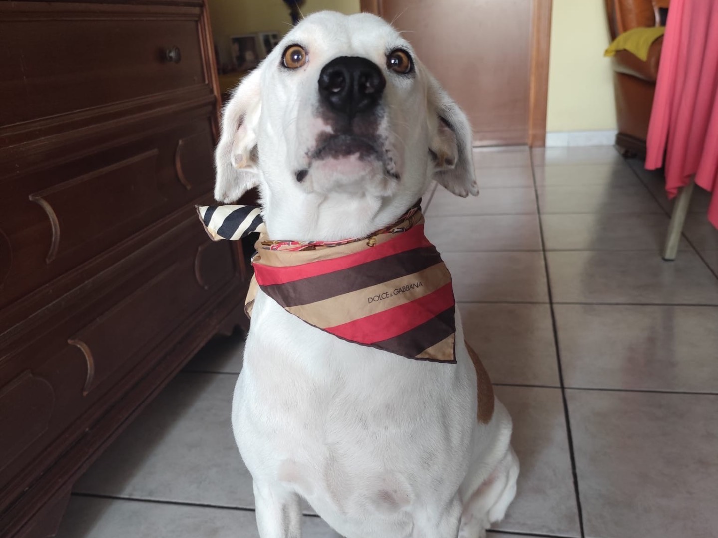 Adozione cane, maschio, Razza sconosciuta Razza sconosciuta, 5 anni, taglia media, Pescara