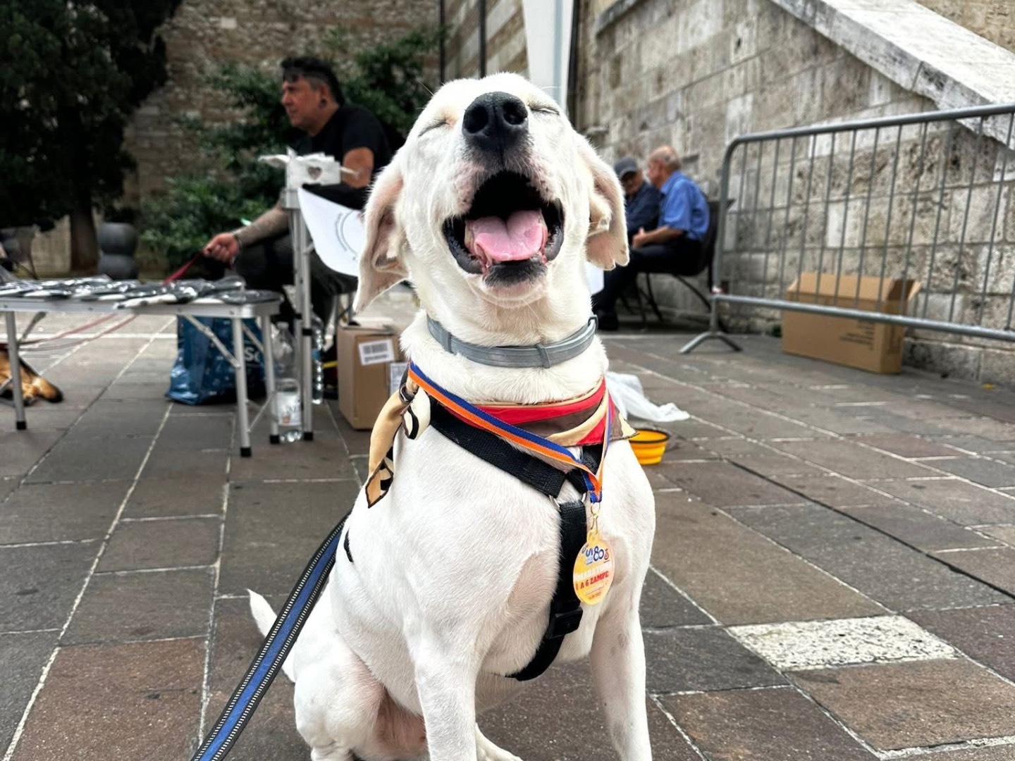 Adotta un cane, maschio, 5 anni, Pescara