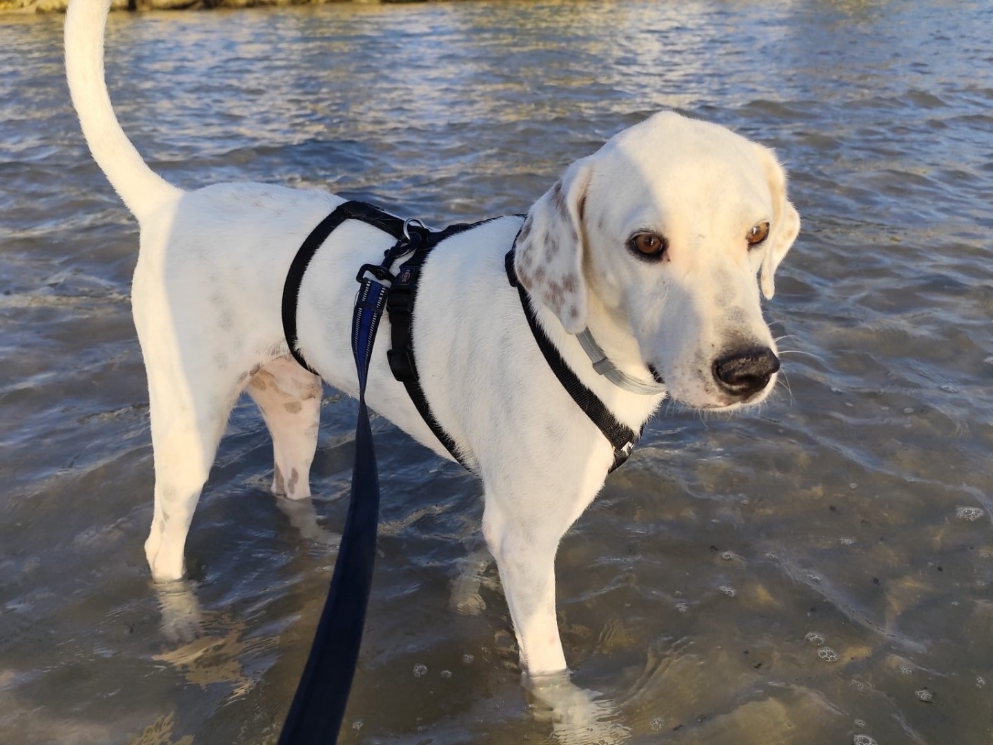 Adotta un cane, taglia media, maschio, Pescara