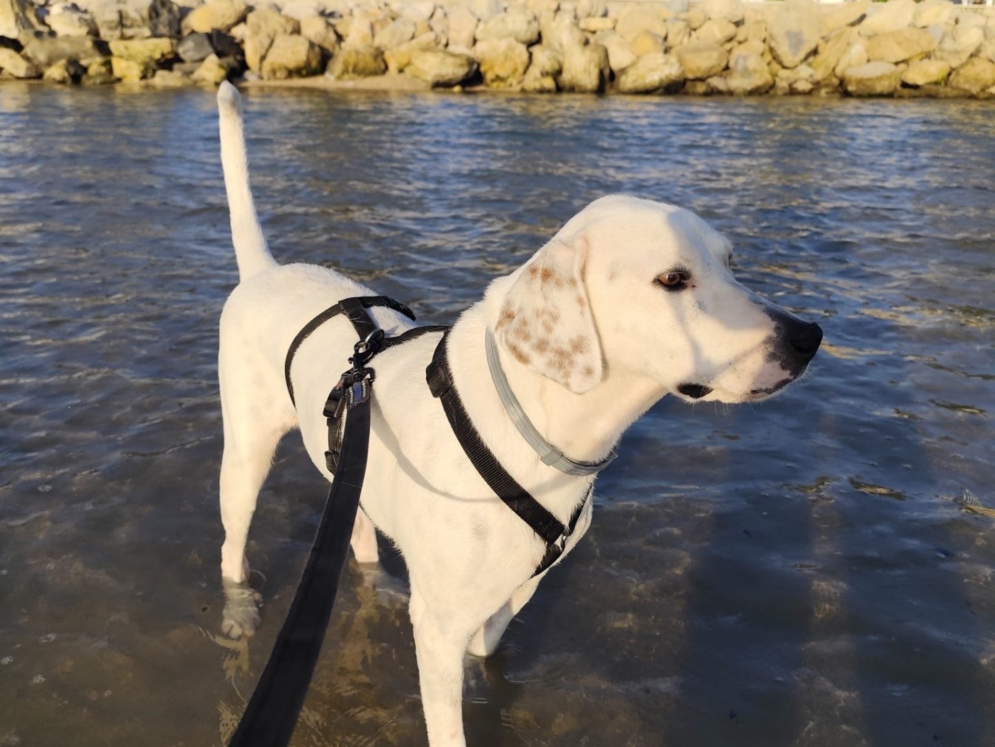 Adotta il cane Bolt a Pescara