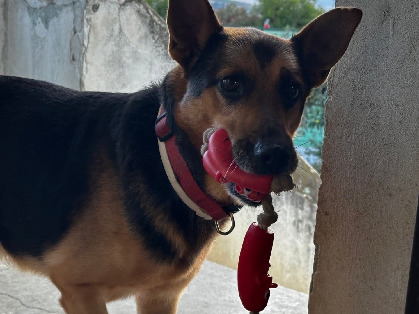 Adotta il cane Becks a Pescara