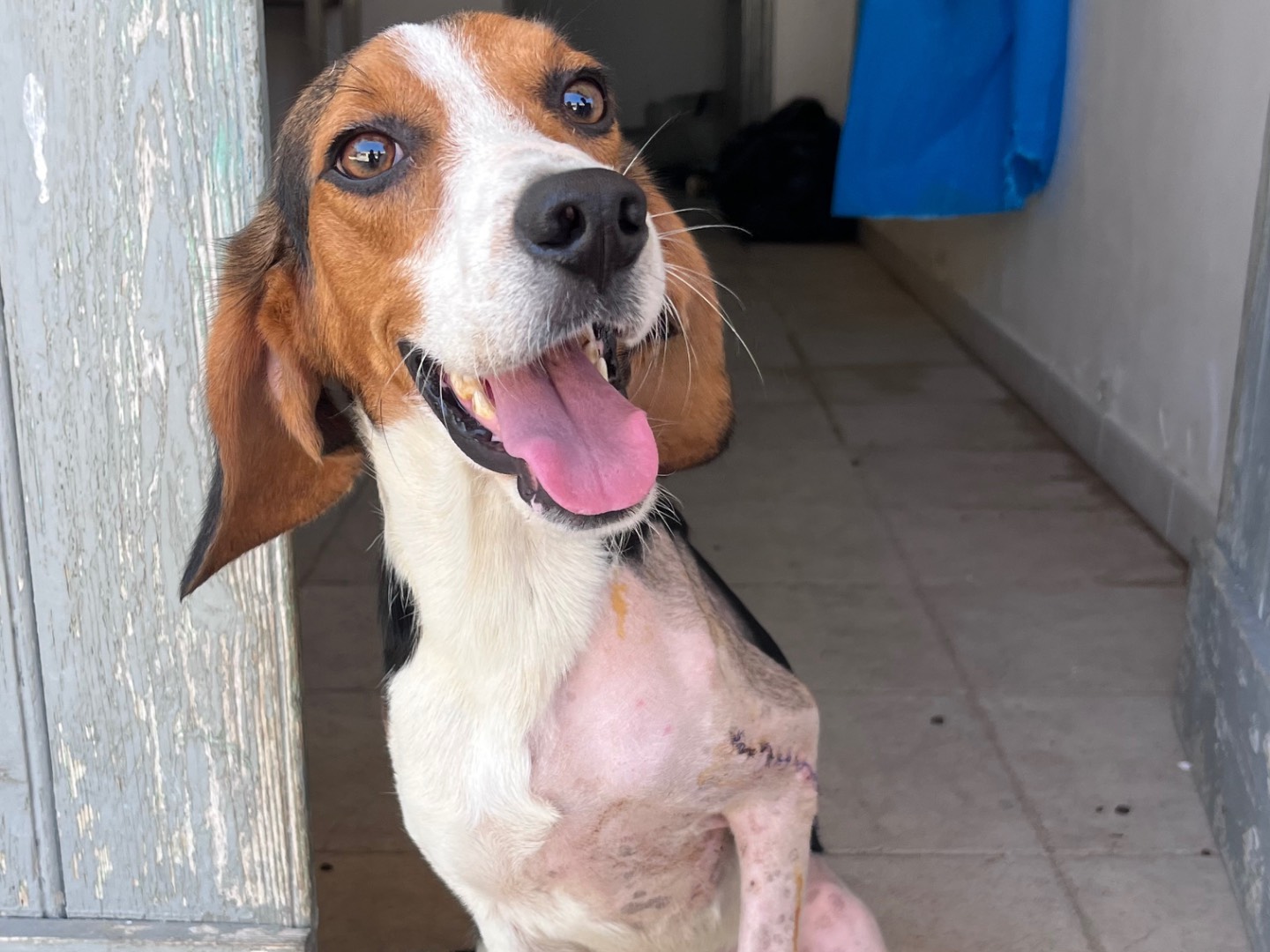 Adozione cane, maschio, Beagle  Segugio, 2 anni e 2 mesi, taglia piccola, Trapani