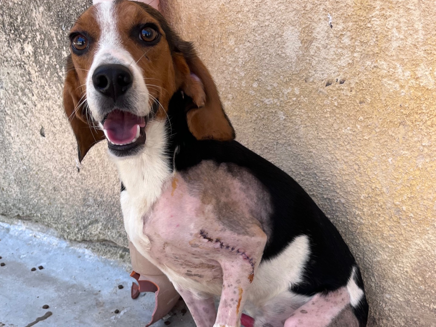 Adotta un cane, maschio, 2 anni e 2 mesi, Trapani
