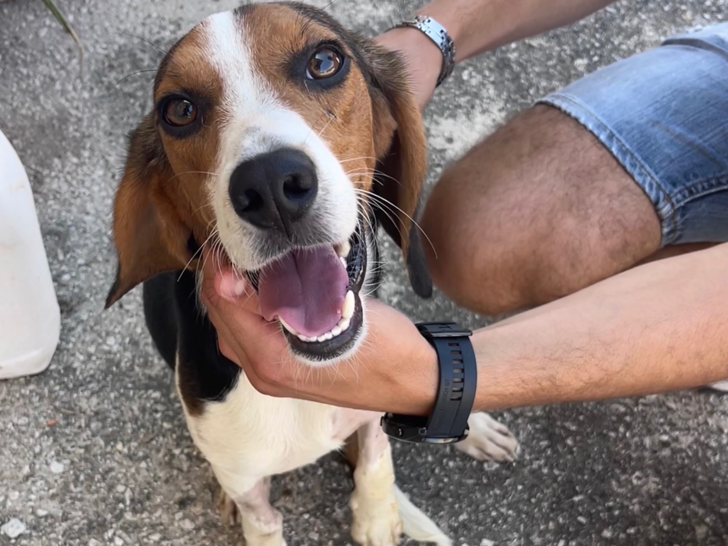Adotta un cane, taglia piccola, maschio, Trapani