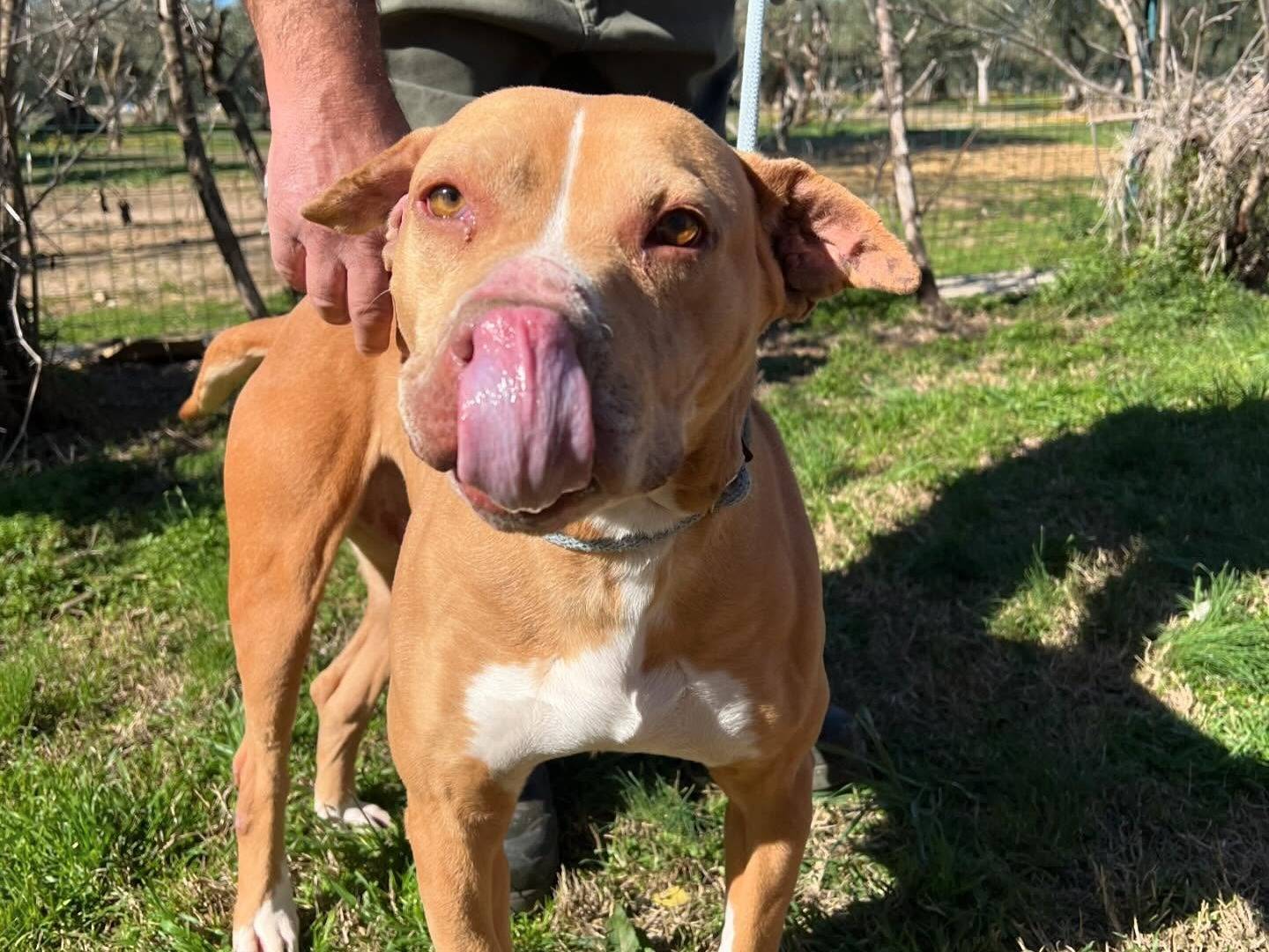 Adotta un cane, femmina, 6 anni e 8 mesi, Matera
