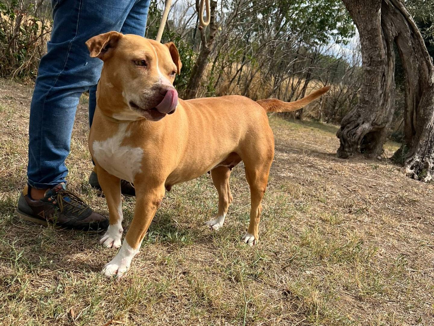 Adotta un cane, taglia media, femmina, Matera