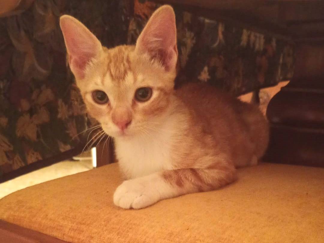 Adozione gatto, maschio, Razza sconosciuta Razza sconosciuta, 3 mesi, taglia non valida, Trapani
