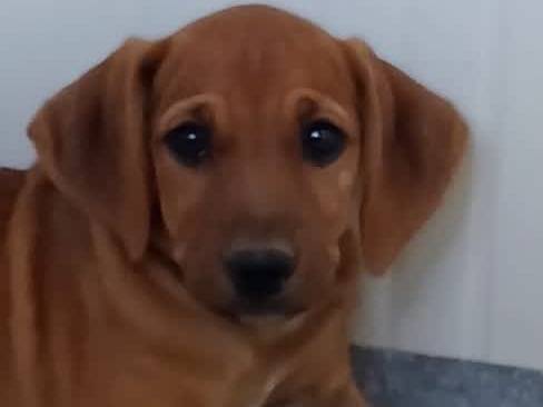 Adozione cane, femmina, Labrador Retriever Razza sconosciuta, 1 mesi, taglia media contenuta, Padova