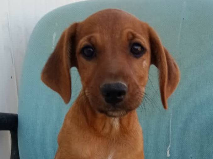 Adotta un cane, taglia media contenuta, femmina, Padova
