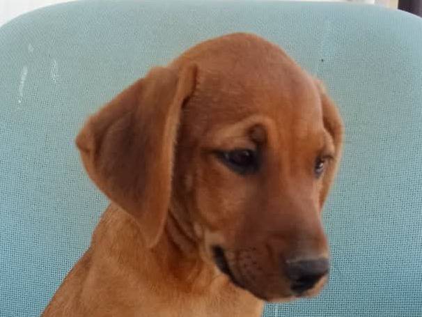 Vuoi adottare un cane a Padova?