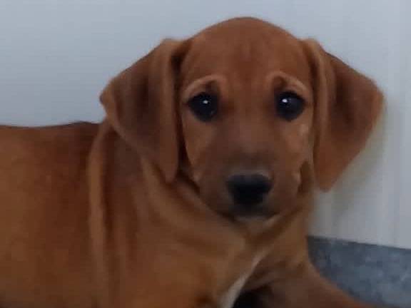 Adotta il cane OLIVIA a Padova