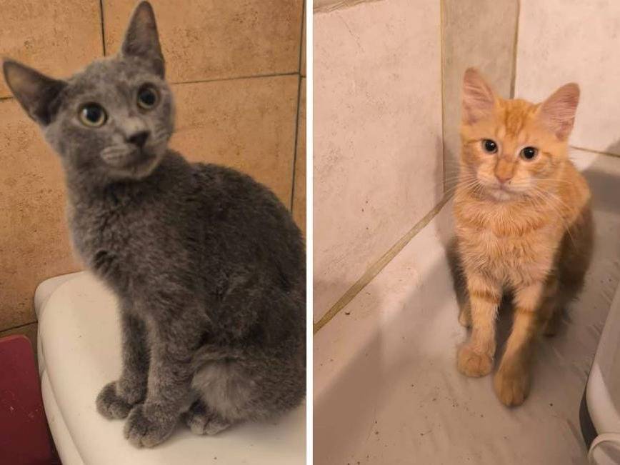Adozione gatto, maschio, Razza sconosciuta Razza sconosciuta, 3 mesi, taglia non valida, Bergamo