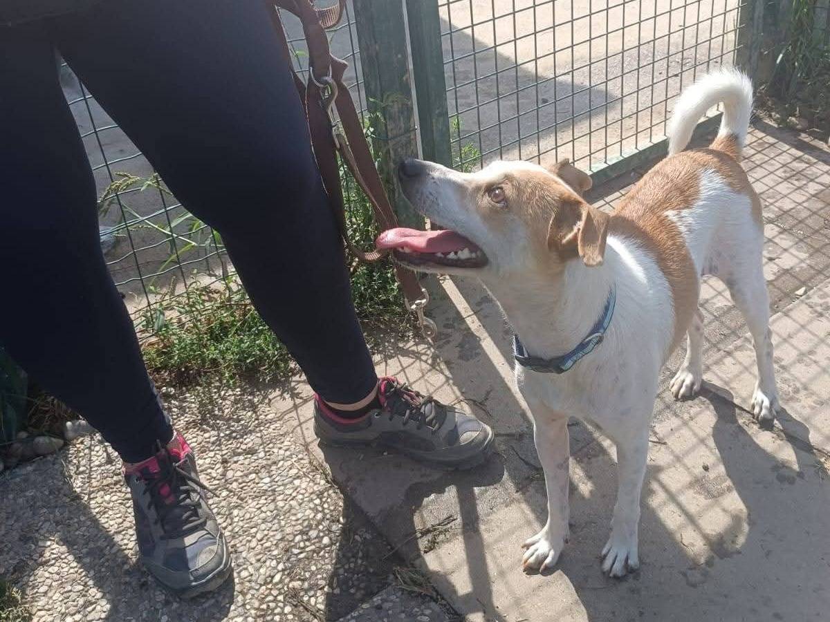Adotta un cane, maschio, 2 anni e 2 mesi, Milano