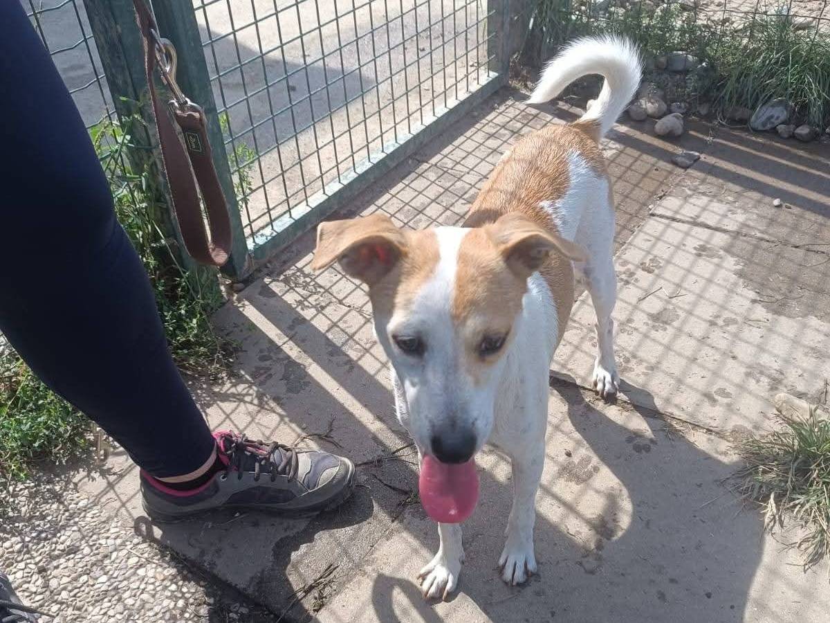 Adotta un cane, taglia piccola, maschio, Milano