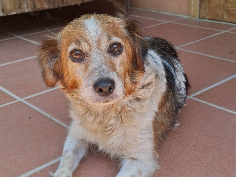 Adozione cane, femmina, Breton Razza sconosciuta, 2 anni e 3 mesi, taglia piccola, Milano