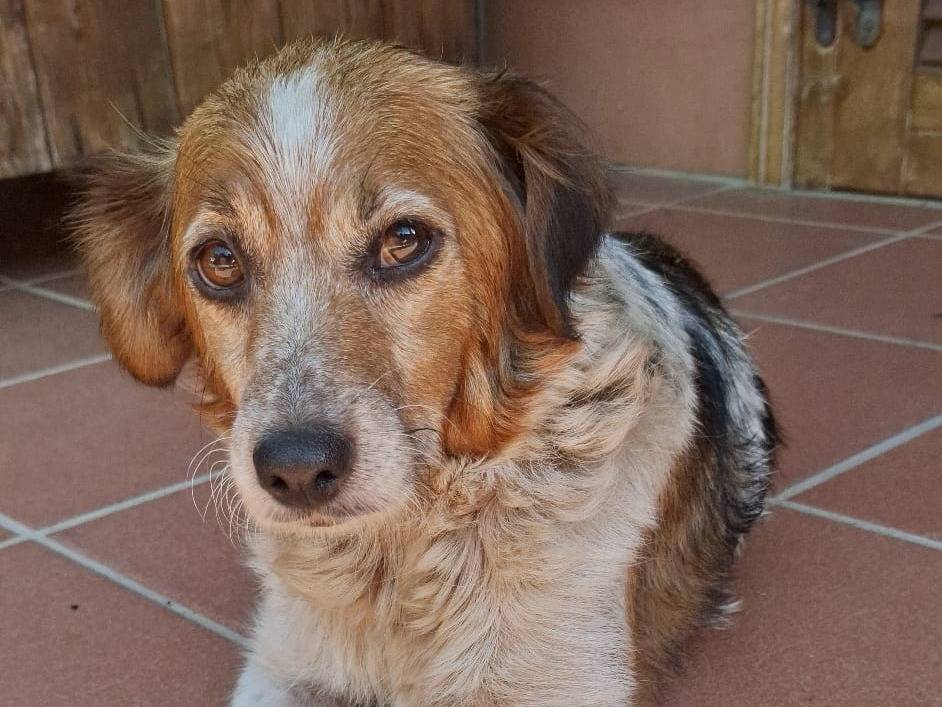 Adotta un cane, femmina, 2 anni e 3 mesi, Milano