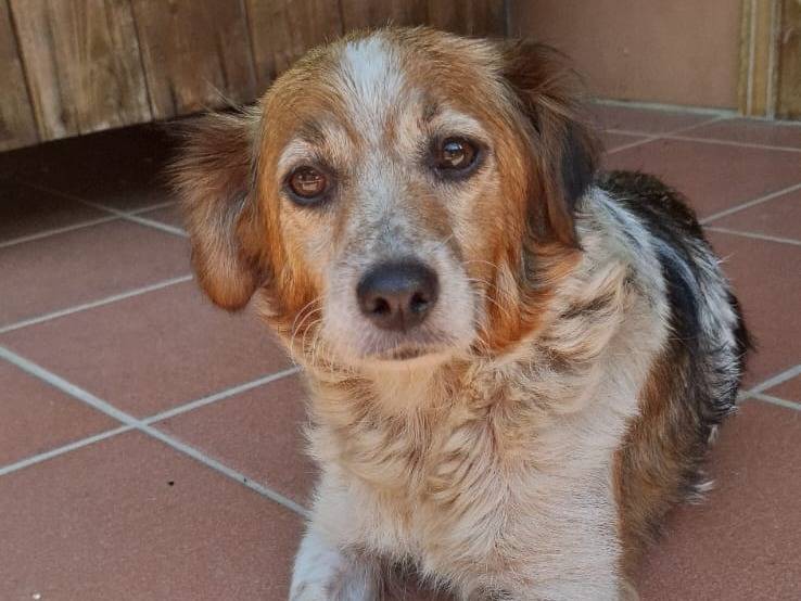 Adotta un cane, taglia piccola, femmina, Milano