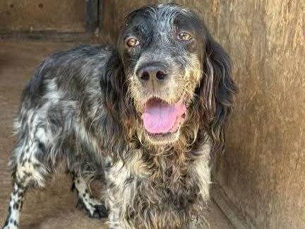 Adozione cane, femmina, Setter Inglese Razza sconosciuta, 7 anni e 2 mesi, taglia media contenuta, Milano