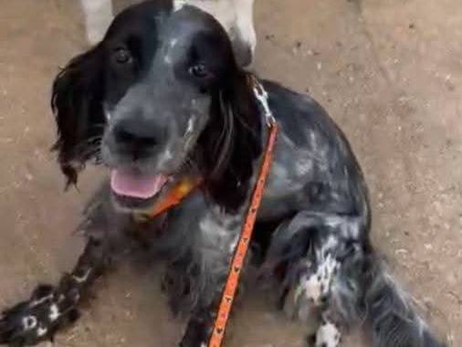 Adotta un cane, femmina, 7 anni e 2 mesi, Milano