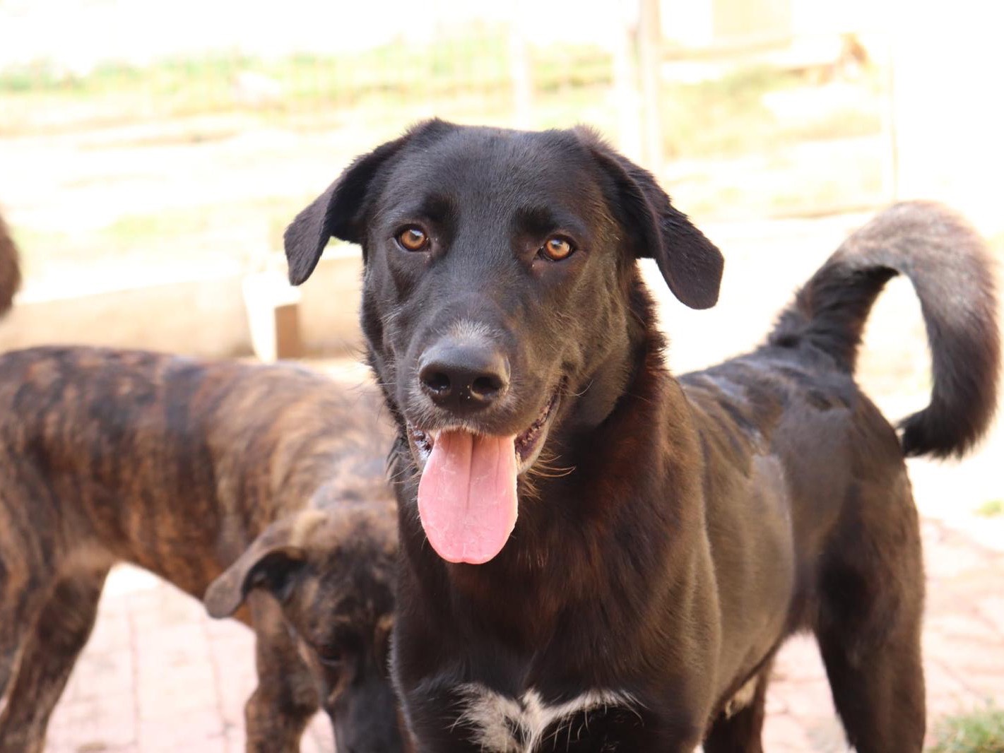 Adotta un cane, maschio, 1 anno e 5 mesi, Sud