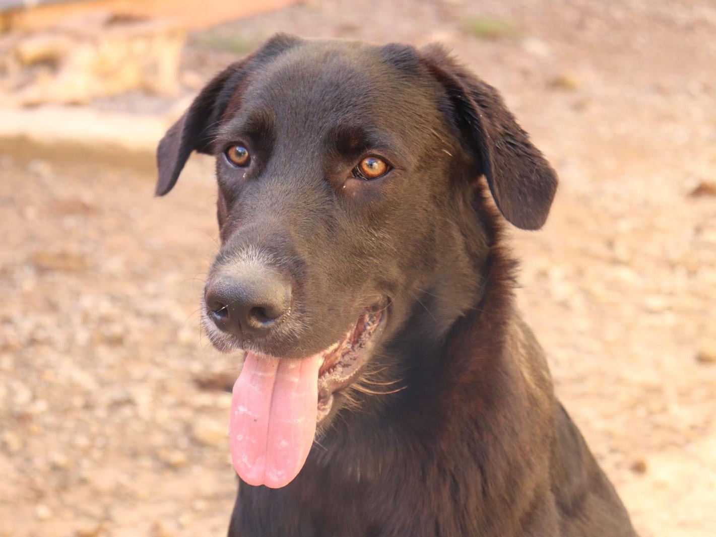 Adotta un cane, taglia media, maschio, Sud