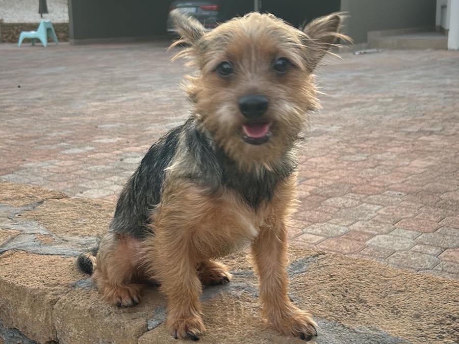 Adozione cane, maschio, Razza sconosciuta Razza sconosciuta, 1 anno e 4 mesi, taglia piccola, Siracusa