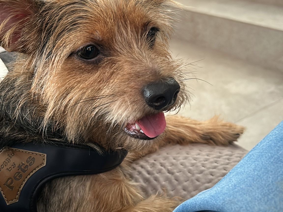 Adotta un cane, taglia piccola, maschio, Siracusa