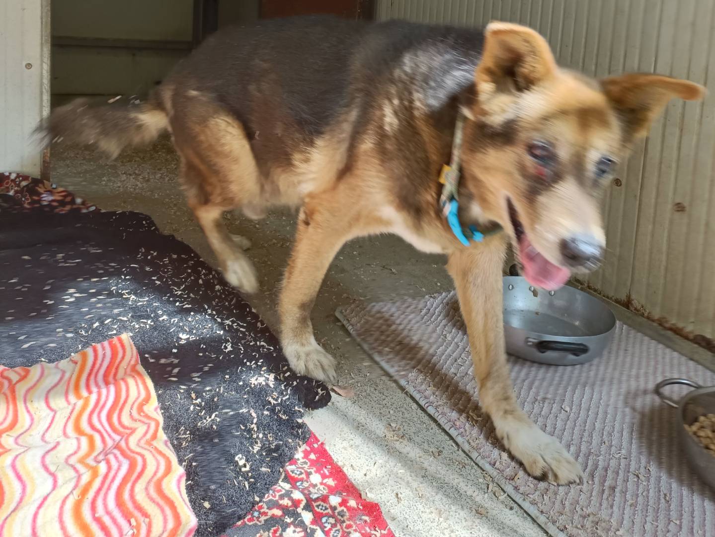Adotta un cane, maschio, 15 anni e 1 mese, Asti