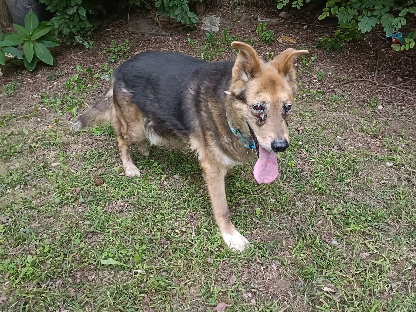Adotta un cane, taglia grande, maschio, Asti