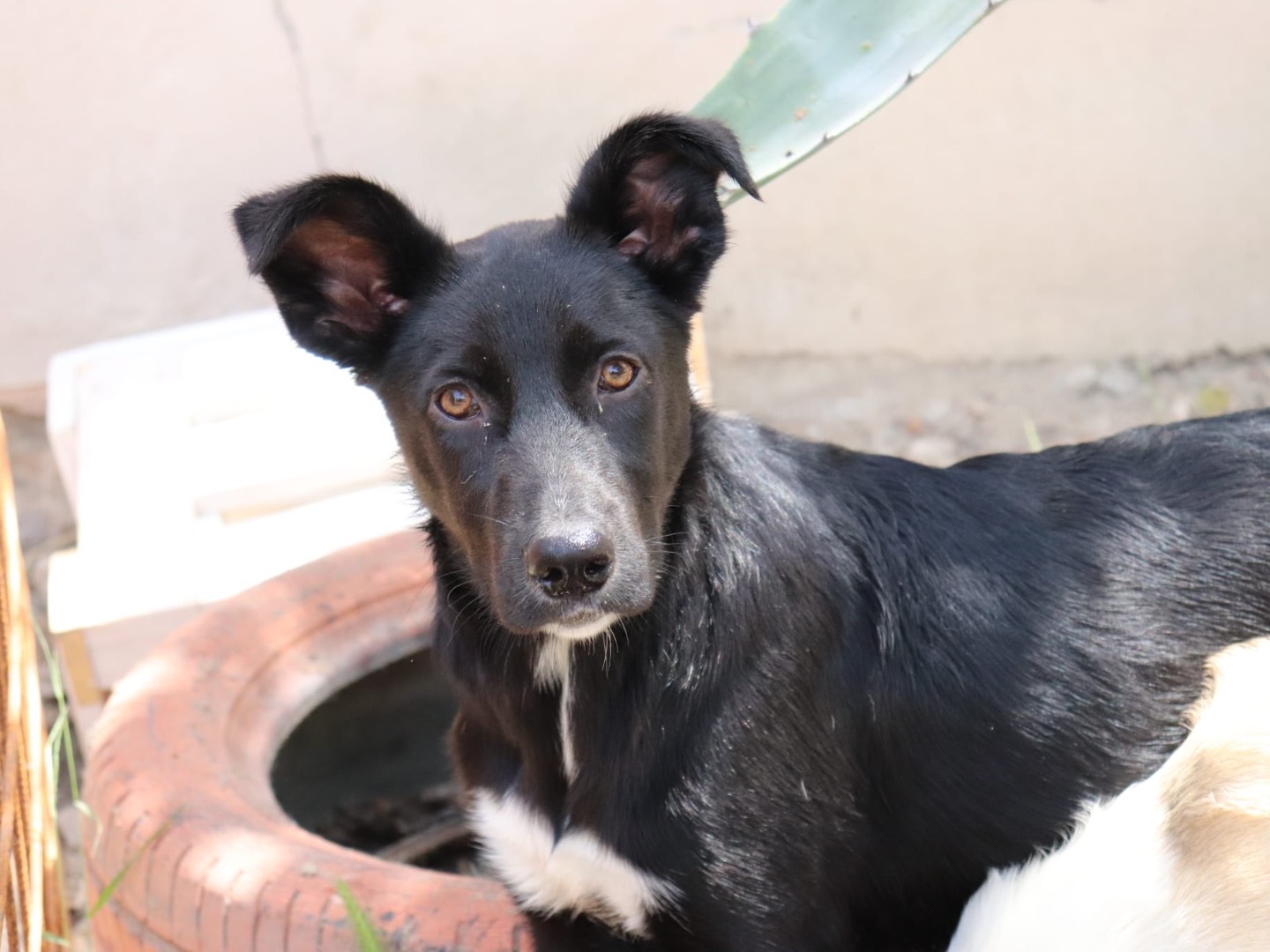Adozione cane, femmina, Razza sconosciuta Razza sconosciuta, 10 mesi, taglia media, Sud