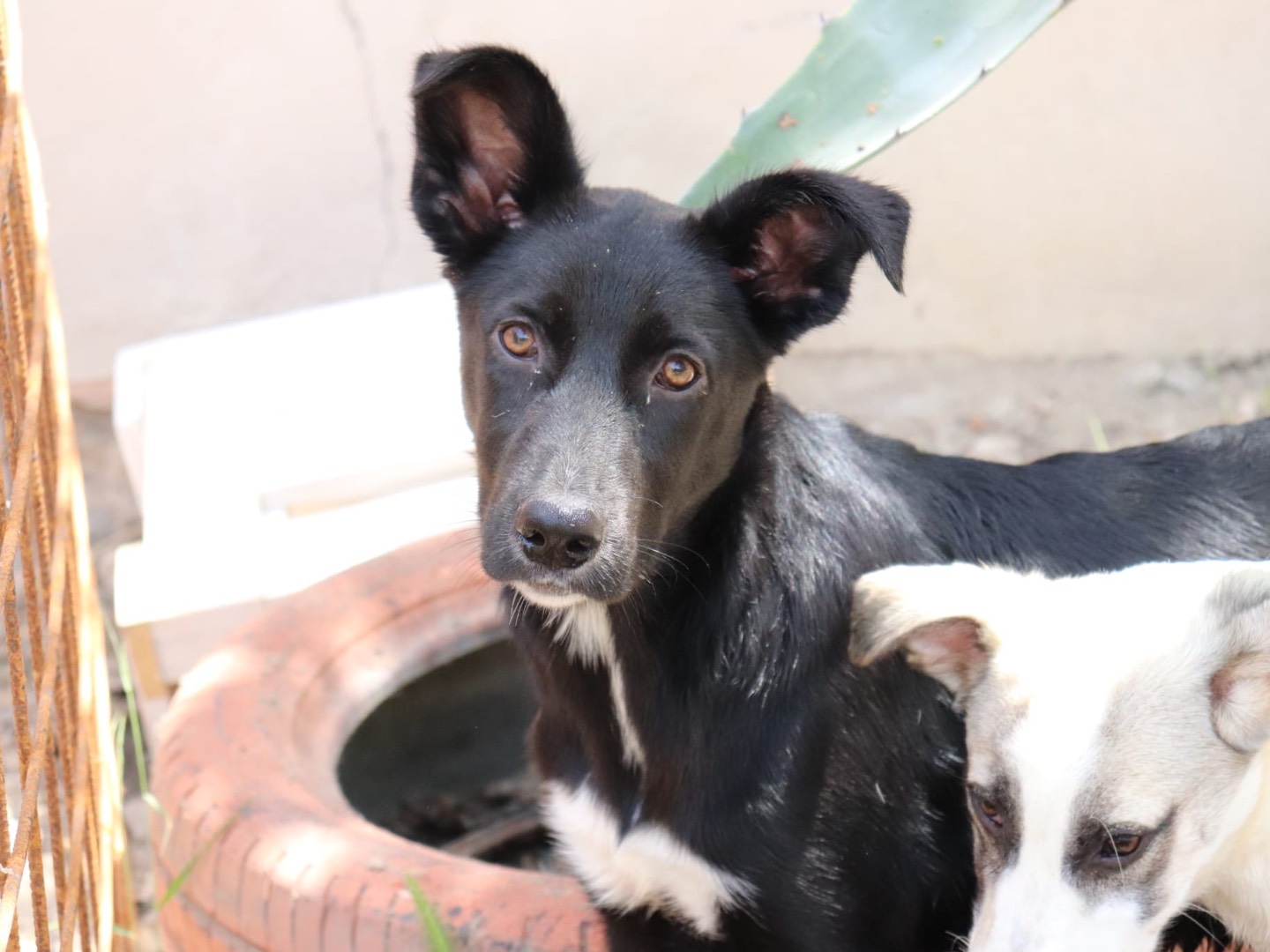 Adotta un cane, femmina, 10 mesi, Sud