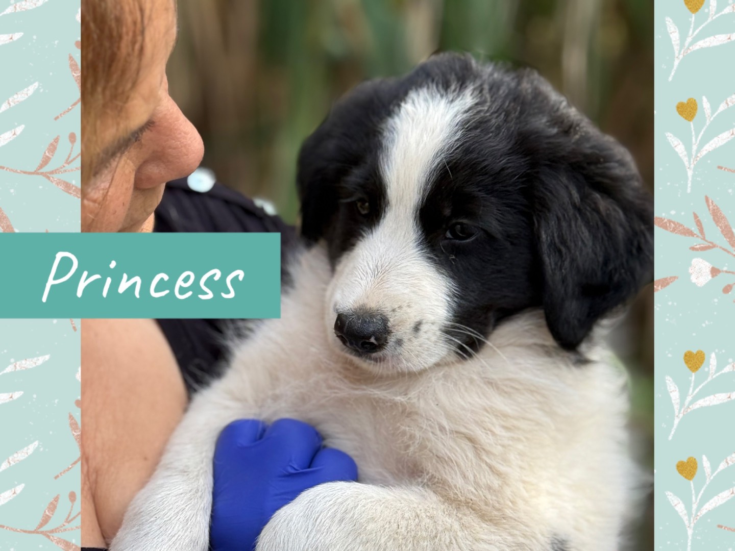Adotta il cane Penny Missy Curly Princess a Catanzaro