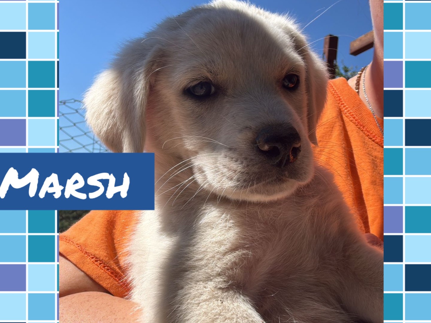 Adotta un cane, femmina, 3 mesi, Catanzaro