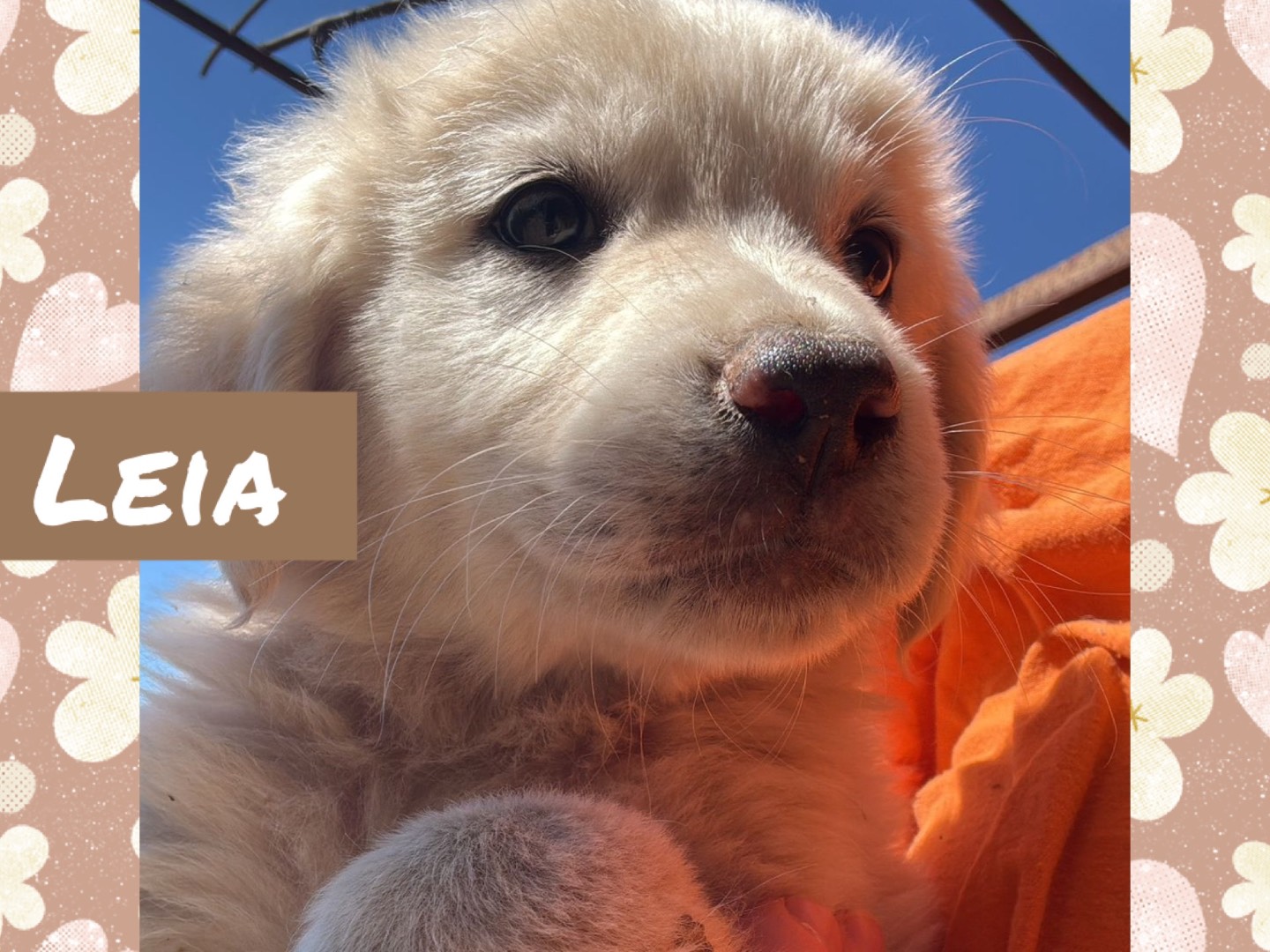 Adotta un cane, taglia media, femmina, Catanzaro