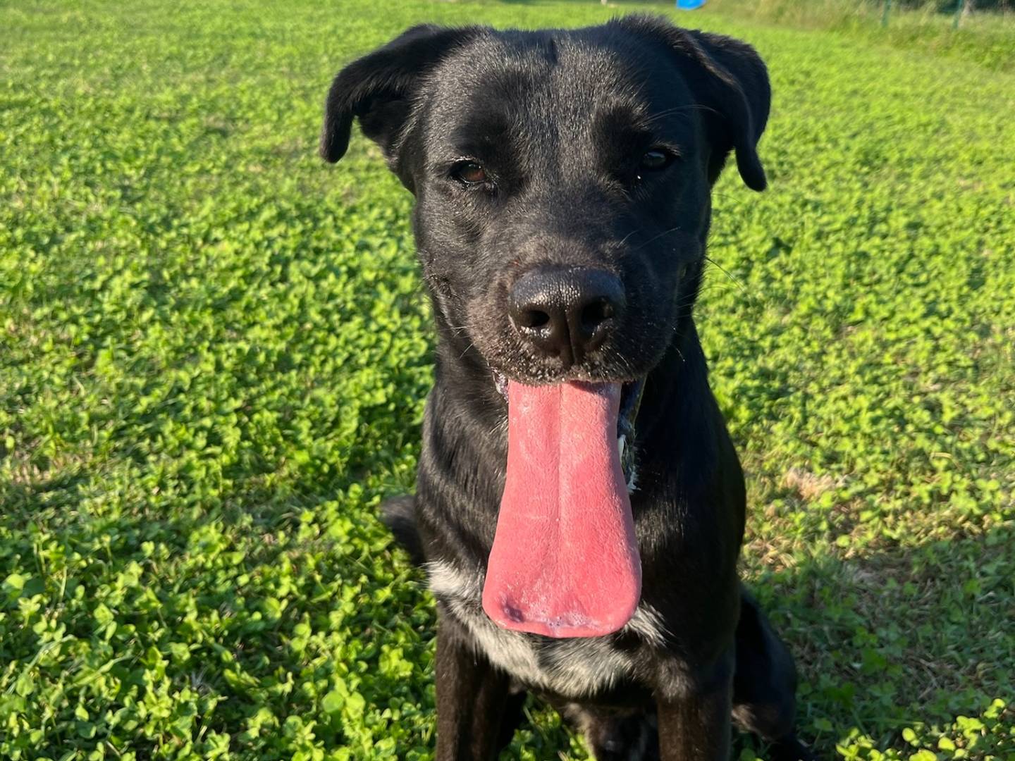 Adozione cane, maschio, Razza sconosciuta Razza sconosciuta, 1 anno e 1 mese, taglia grande, Milano