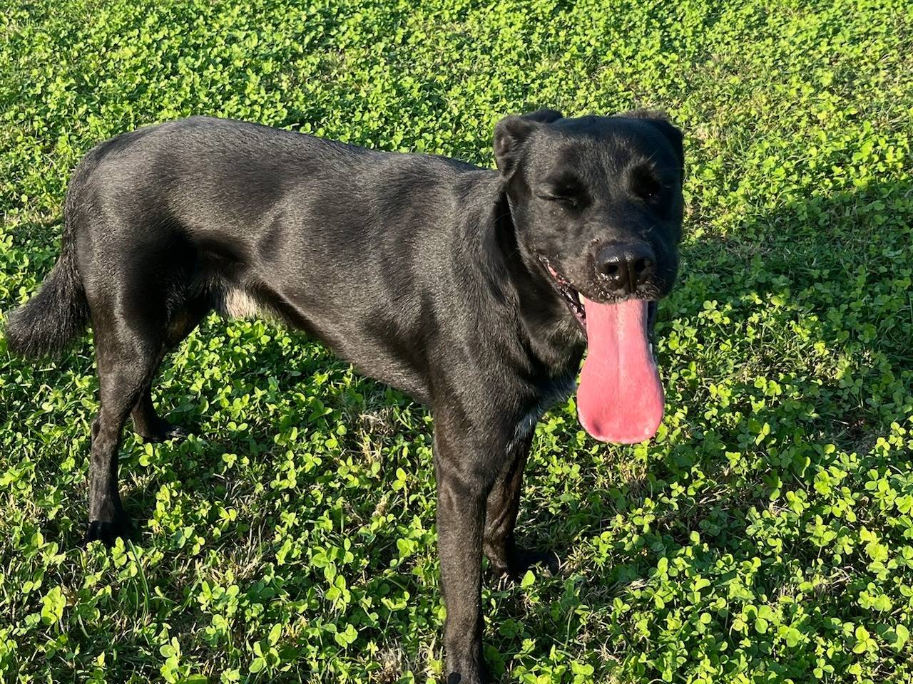 Adotta un cane, taglia grande, maschio, Milano