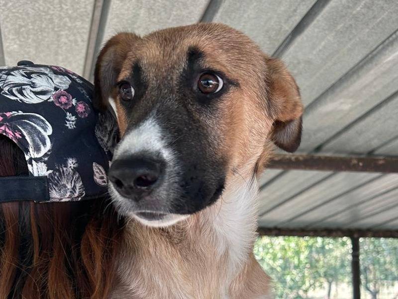 Adozione cane, maschio, Razza sconosciuta Razza sconosciuta, 6 mesi, taglia media, Chieti