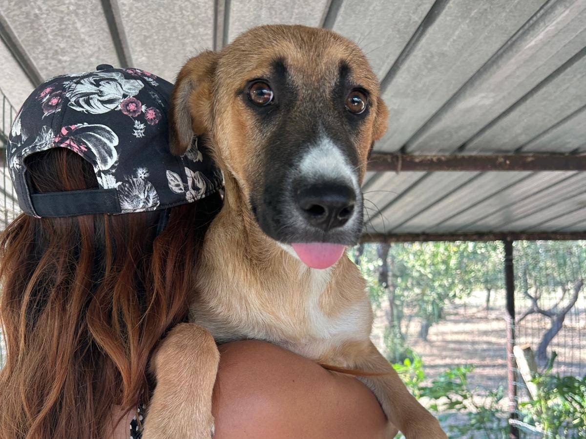 Adotta un cane, maschio, 6 mesi, Chieti