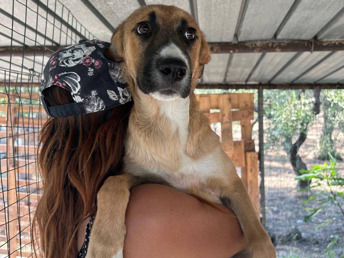 Adotta un cane, taglia media, maschio, Chieti