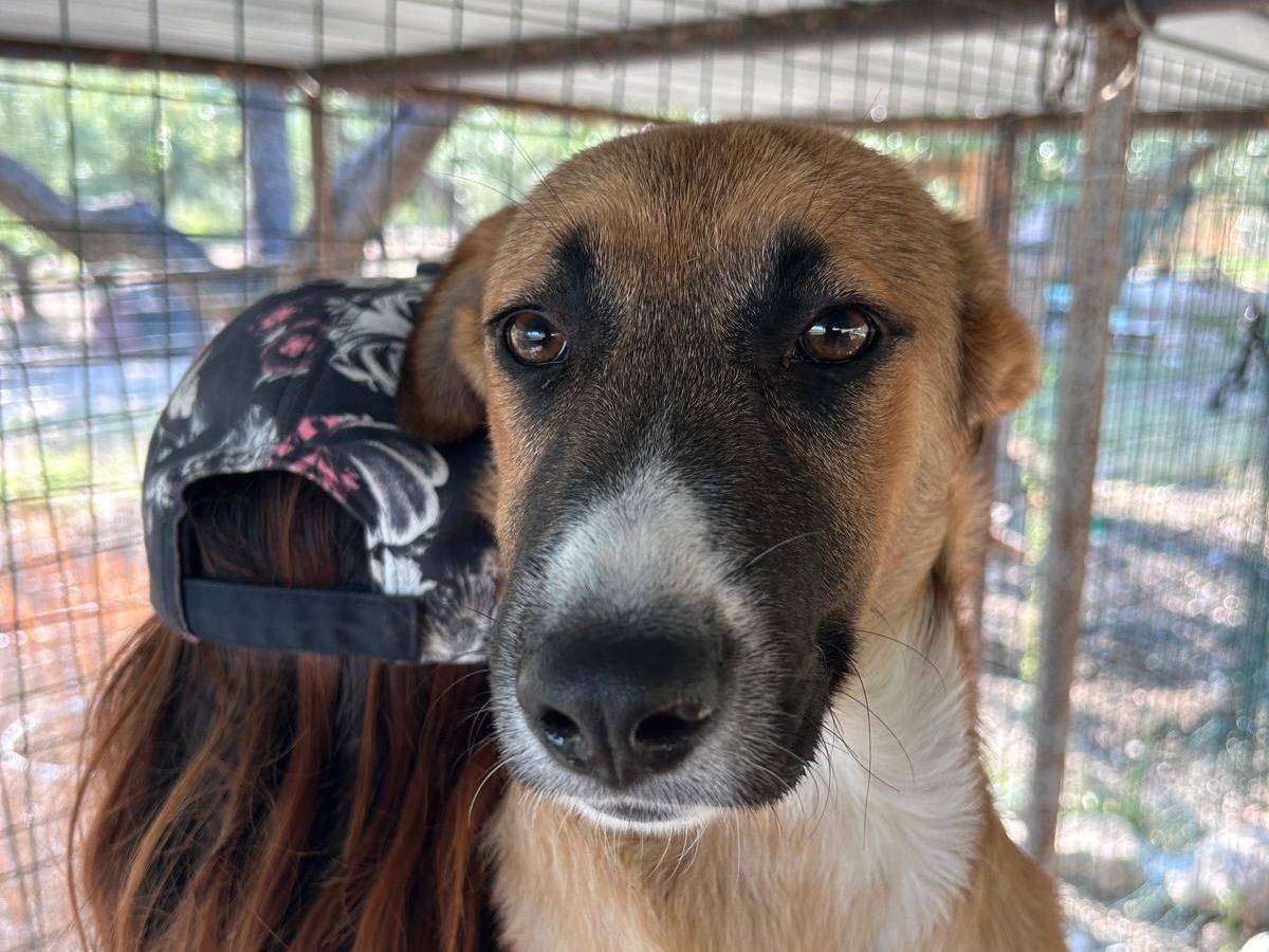 Adotta il cane Shiro a Chieti