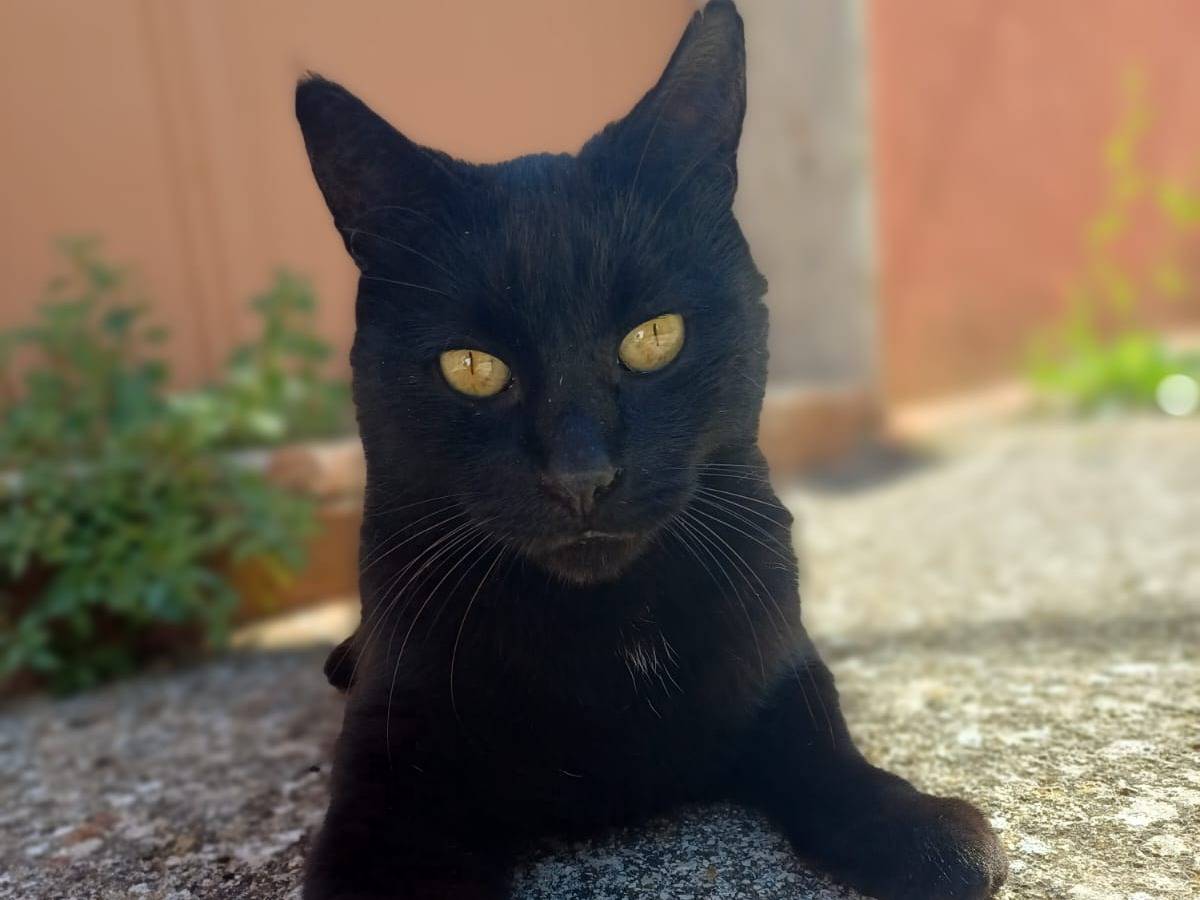 Adozione gatto, maschio, Razza sconosciuta Razza sconosciuta, 2 anni e 2 mesi, taglia non valida, Potenza