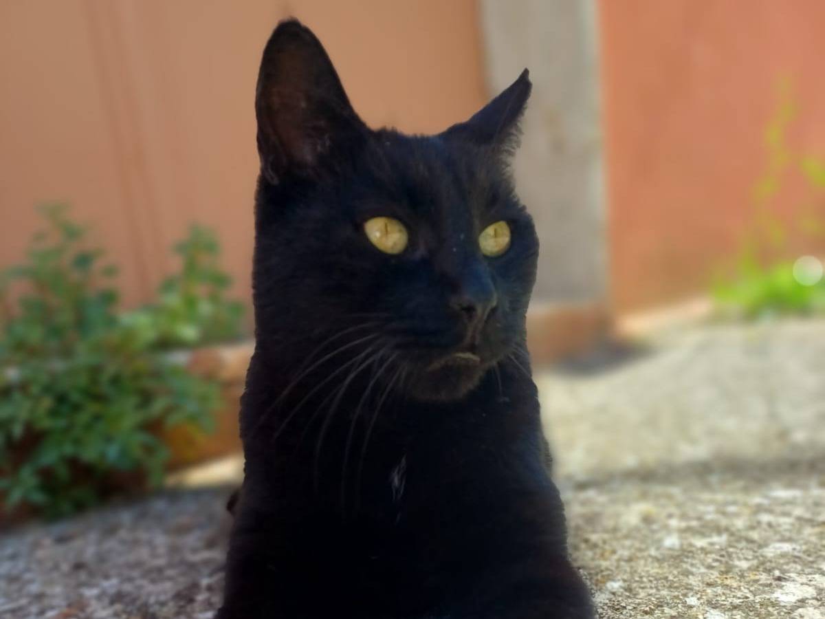 Adotta un gatto, maschio, 2 anni e 2 mesi, Potenza