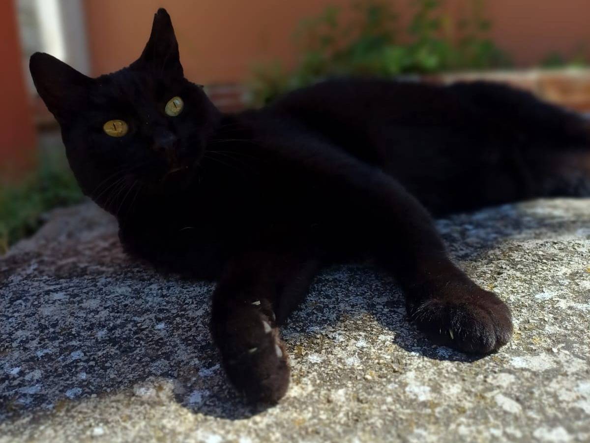 Adotta un gatto, taglia non valida, maschio, Potenza