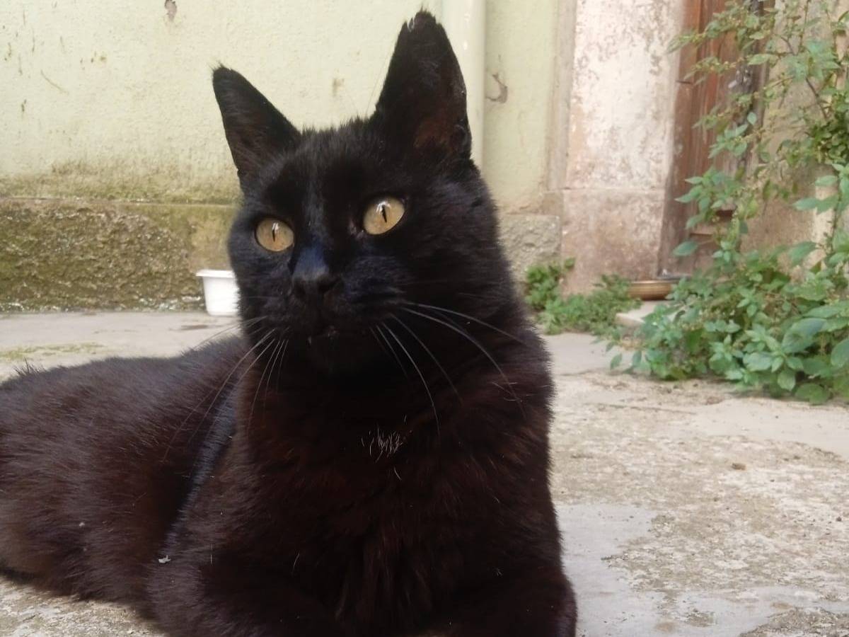 Vuoi adottare un gatto a Potenza?