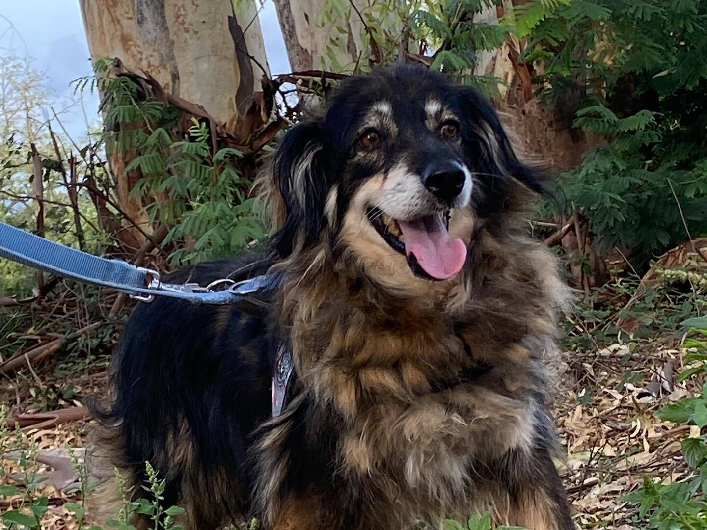 Adozione cane, femmina, Razza sconosciuta Razza sconosciuta, 6 anni e 1 mese, taglia media, Latina