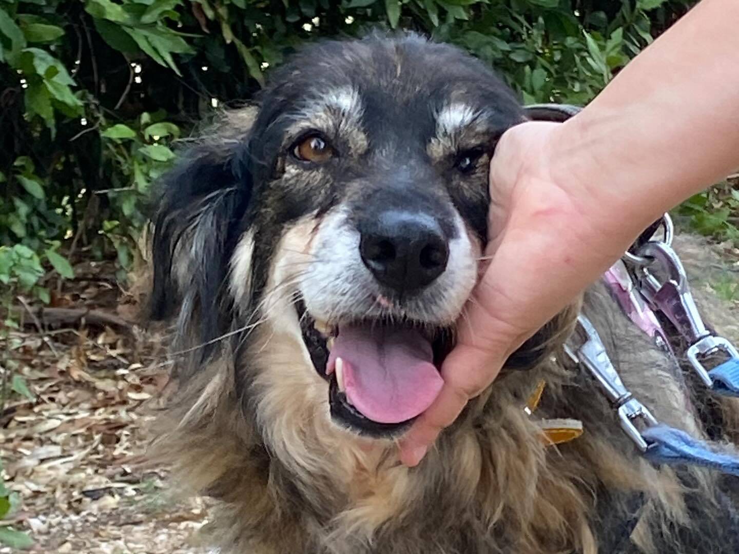 Adotta un cane, femmina, 6 anni e 1 mese, Latina